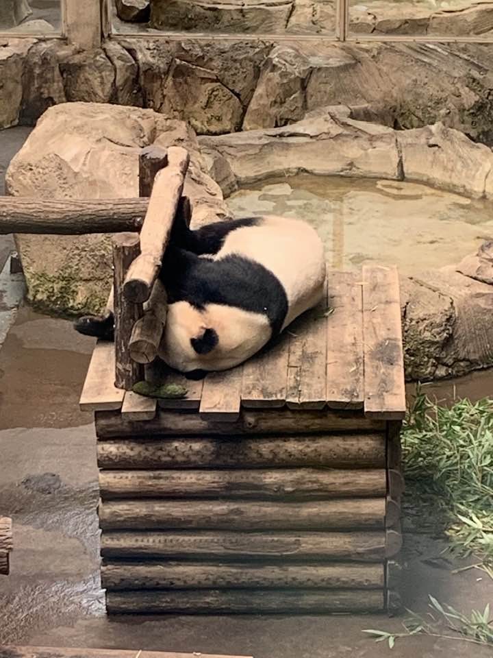 Zoo de beauval 12 