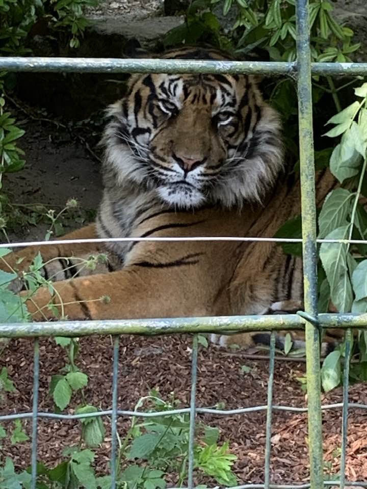 Zoo de beauval 13 