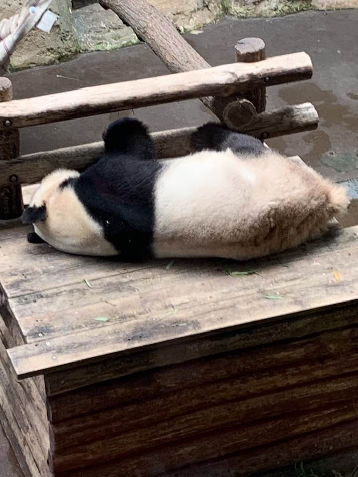 Zoo de beauval 14 