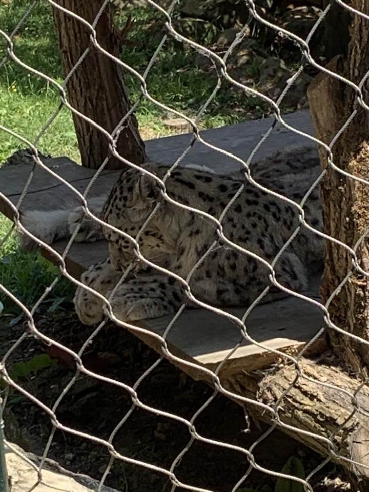 Zoo de beauval 16 