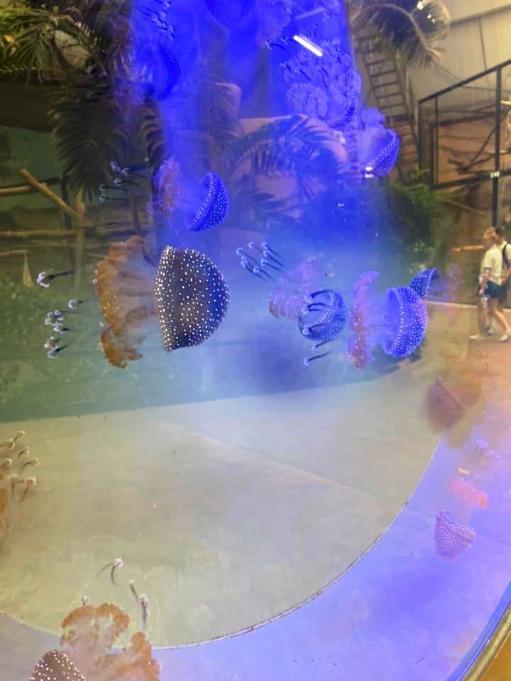 Zoo de beauval 17 