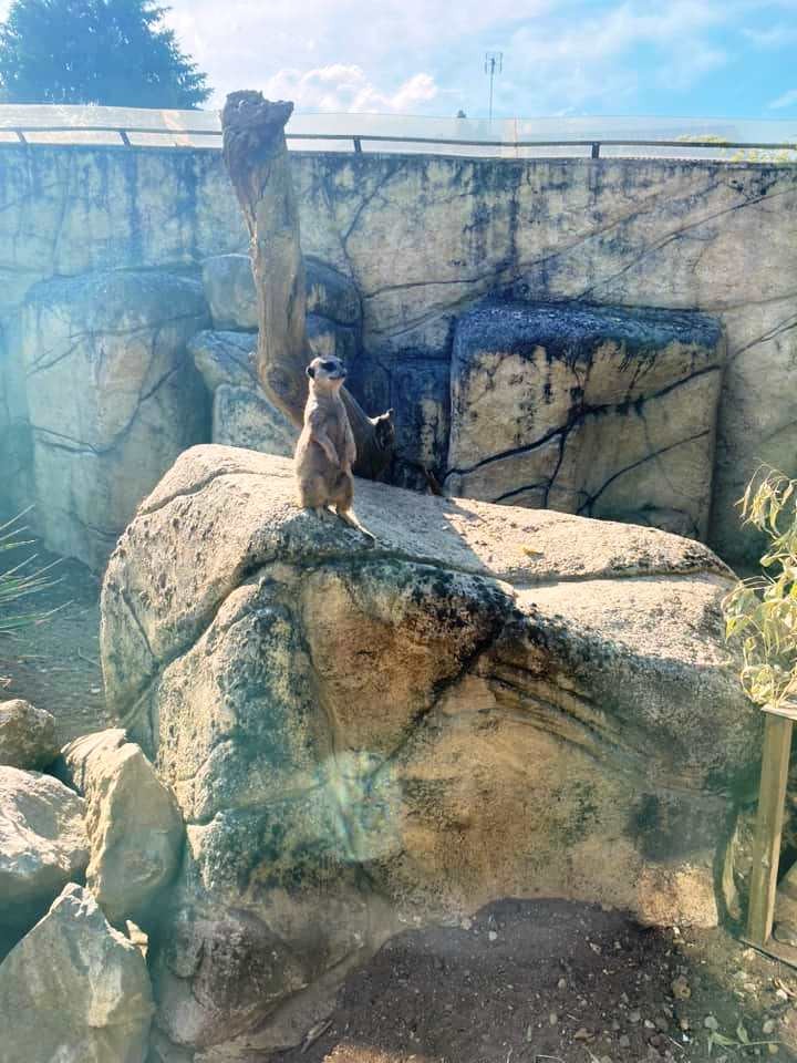 Zoo de beauval 18 