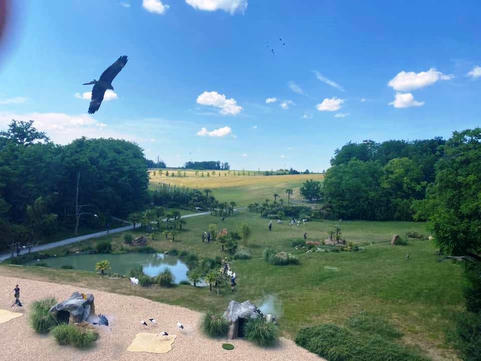Zoo de beauval 19 