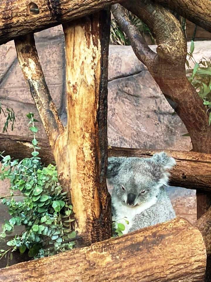 Zoo de beauval 20 