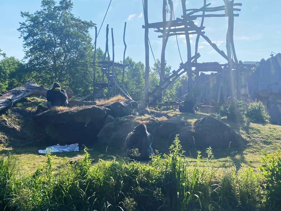 Zoo de beauval 22 