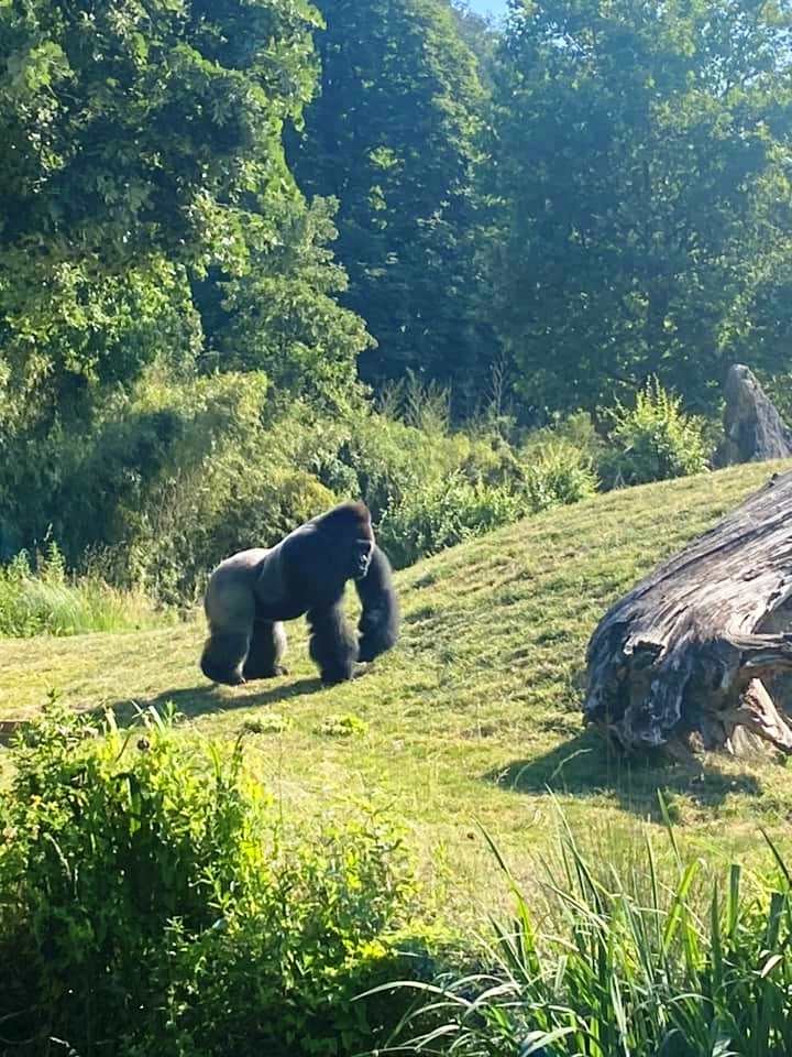 Zoo de beauval 24 