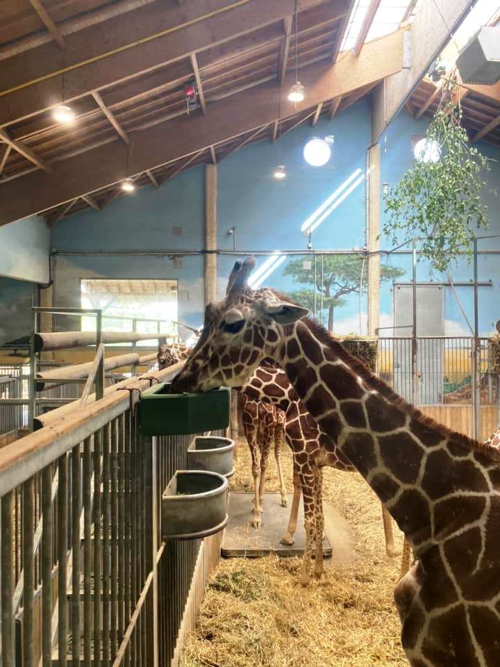 Zoo de beauval 25 