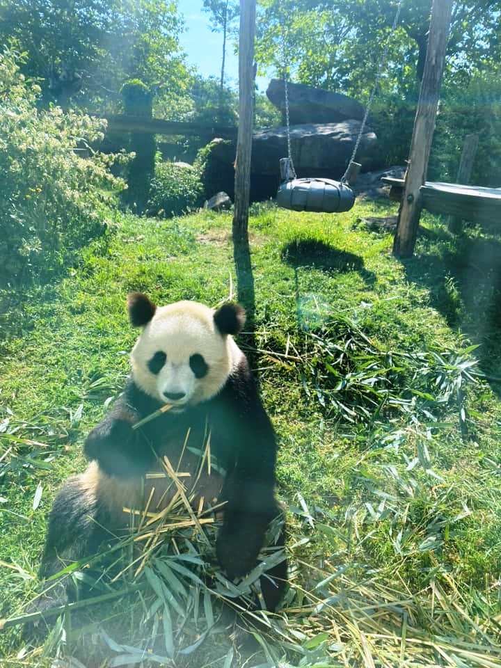 Zoo de beauval 26 